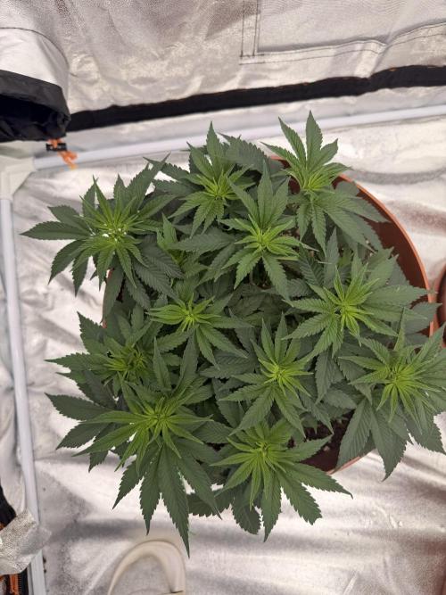 Insane OG first time ever growing. Week 6