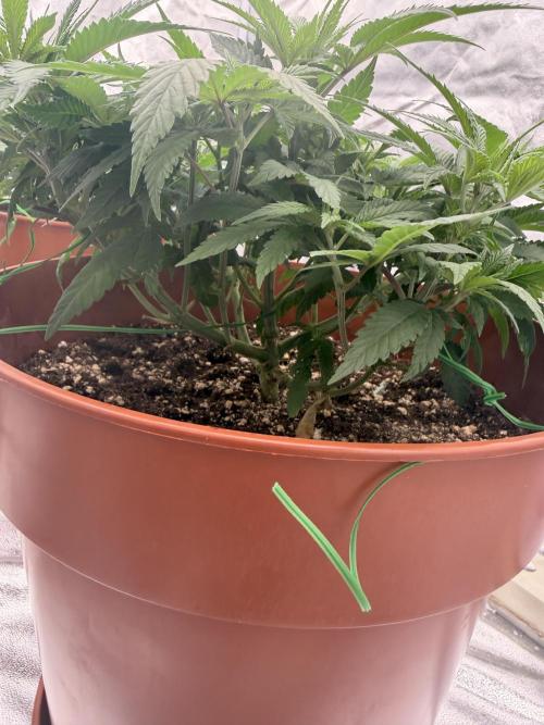 Insane OG. Week 6