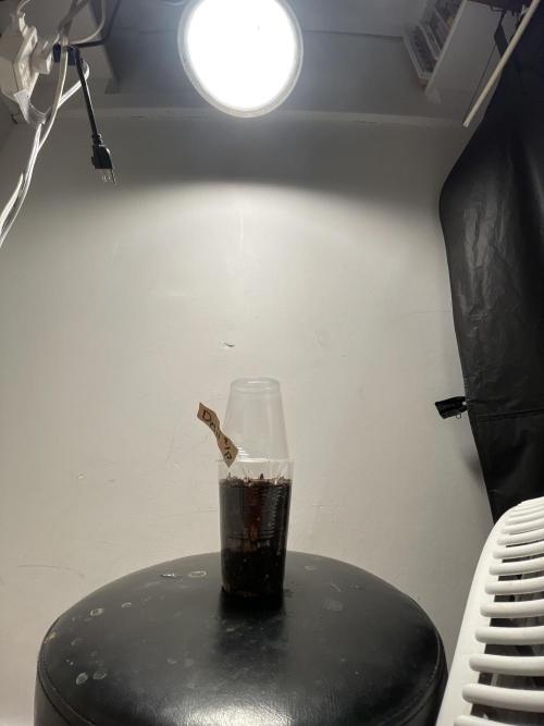 Black Cherry Soda & Destination Wedding. Week 0 - Destination Wedding day 3