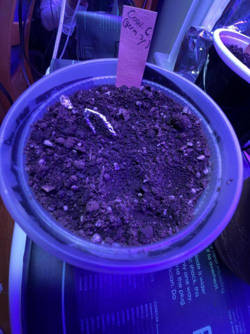 My first full grow! Cowboy Cookies 🤠. Week 0 - This is the one planted directly in soil. (Clear container)