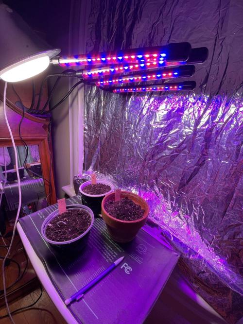 My first full grow! Cowboy Cookies 🤠. Week 0 - all three plants
