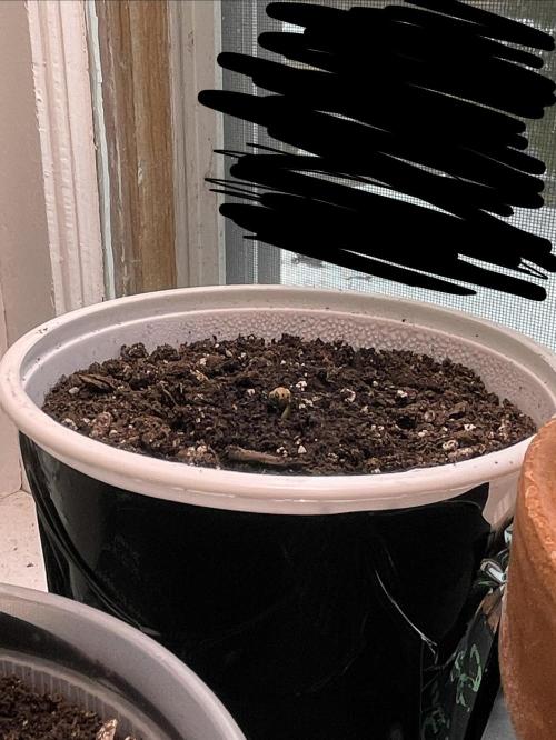 My first full grow! Cowboy Cookies 🤠. Week 0 - White container