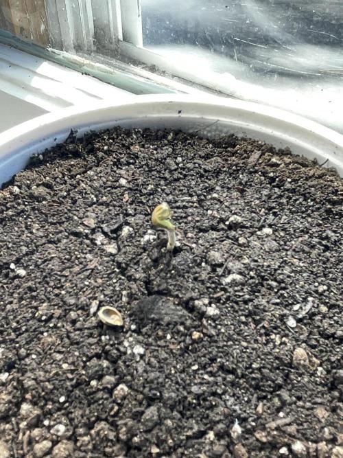 My first full grow! Cowboy Cookies 🤠. Week 1 - day 3