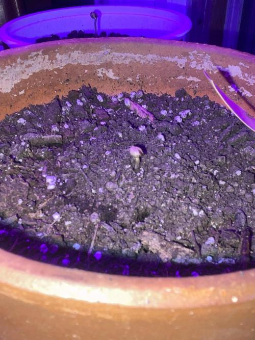 My first full grow! Cowboy Cookies 🤠. Week 1 - day 3