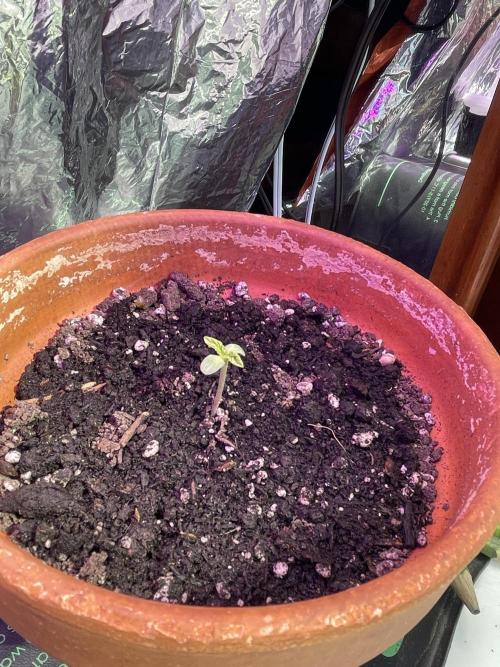 My first full grow! Cowboy Cookies 🤠. Week 1 -  day 6