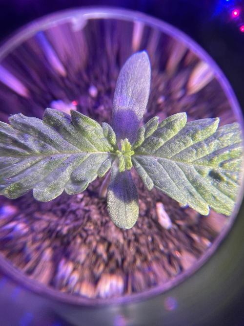 My first full grow! Cowboy Cookies 🤠. Week 2 - CC-b-A