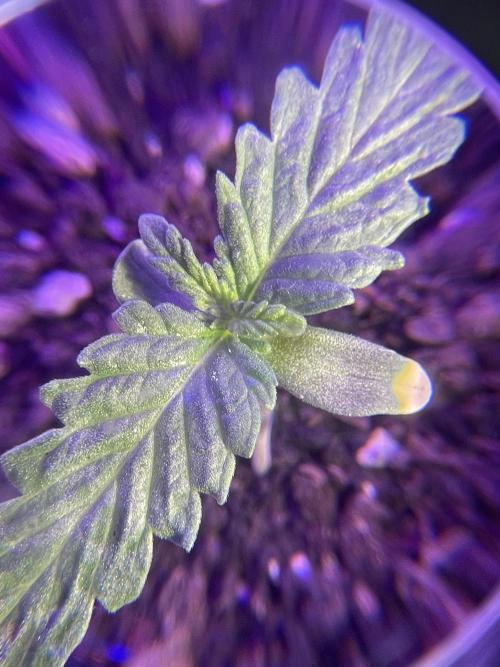 My first full grow! Cowboy Cookies 🤠. Week 2 - CC-a-A