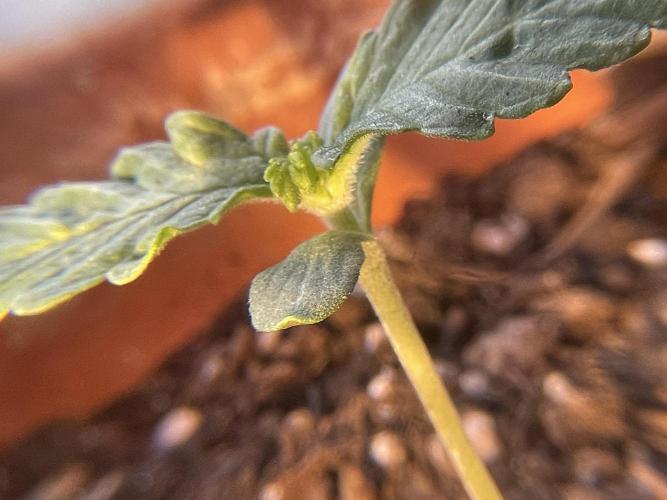 My first full grow! Cowboy Cookies 🤠. Week 2 - CC-b-A