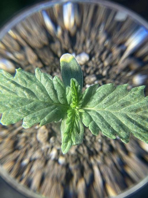 My first full grow! Cowboy Cookies 🤠. Week 2 - CC-a-A