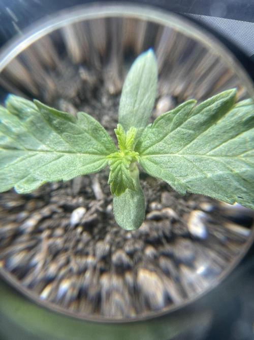 My first full grow! Cowboy Cookies 🤠. Week 2 - CC-b-A