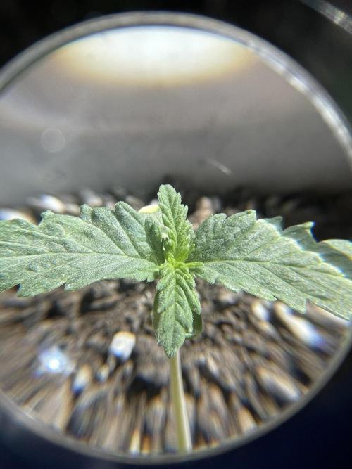 My first full grow! Cowboy Cookies 🤠. Week 2 - CC-a-A