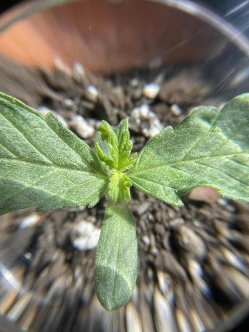 My first full grow! Cowboy Cookies 🤠. Week 2 - CC-b-A