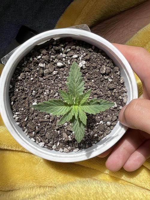 My first full grow! Cowboy Cookies 🤠. Week 3 - CCA