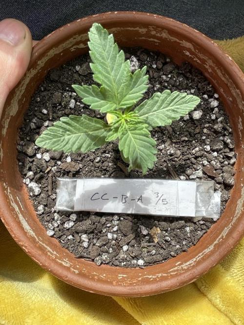 My first full grow! Cowboy Cookies 🤠. Week 3 - CCB
