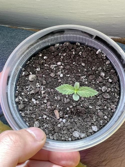 My first full grow! Cowboy Cookies 🤠. Week 3 - CCC