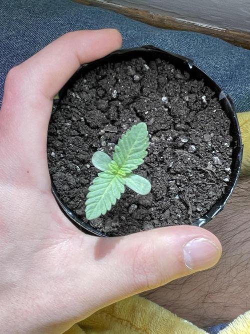 My first full grow! Cowboy Cookies 🤠. Week 3 - CCD