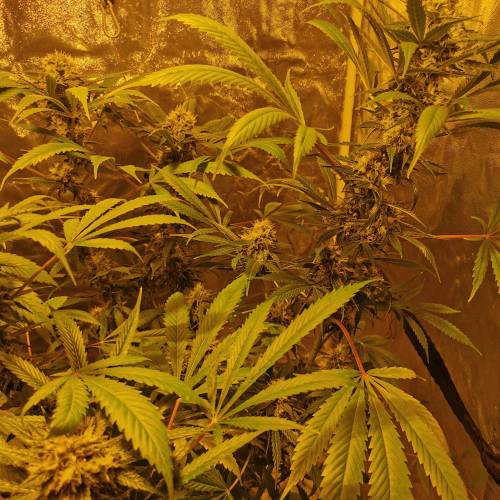 Cookie kush. Week 6