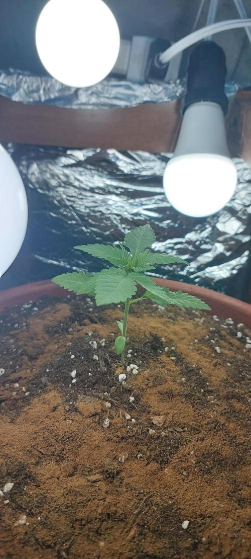 Outdoor Tests. Week 2