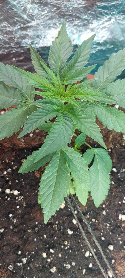 Outdoor Tests. Week 3