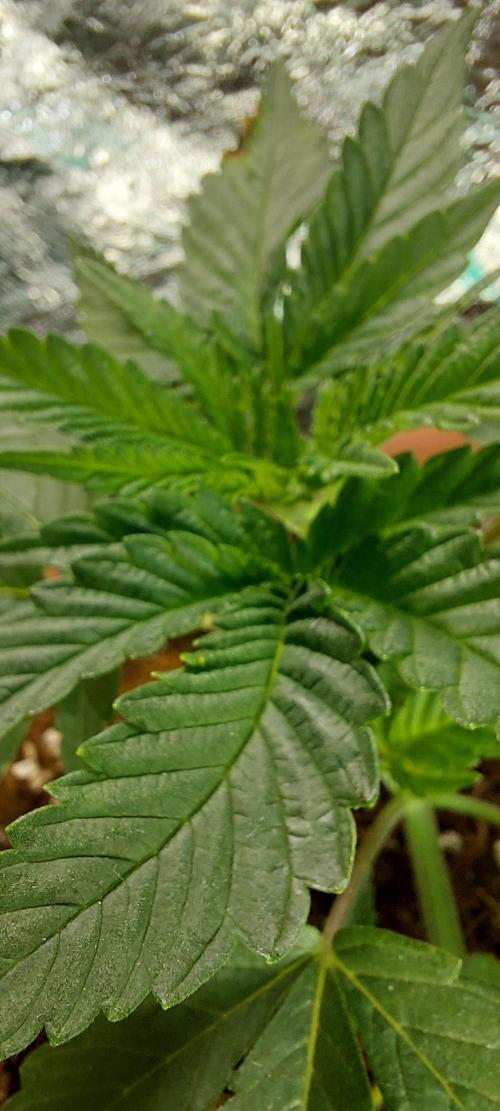 Outdoor Tests. Week 3