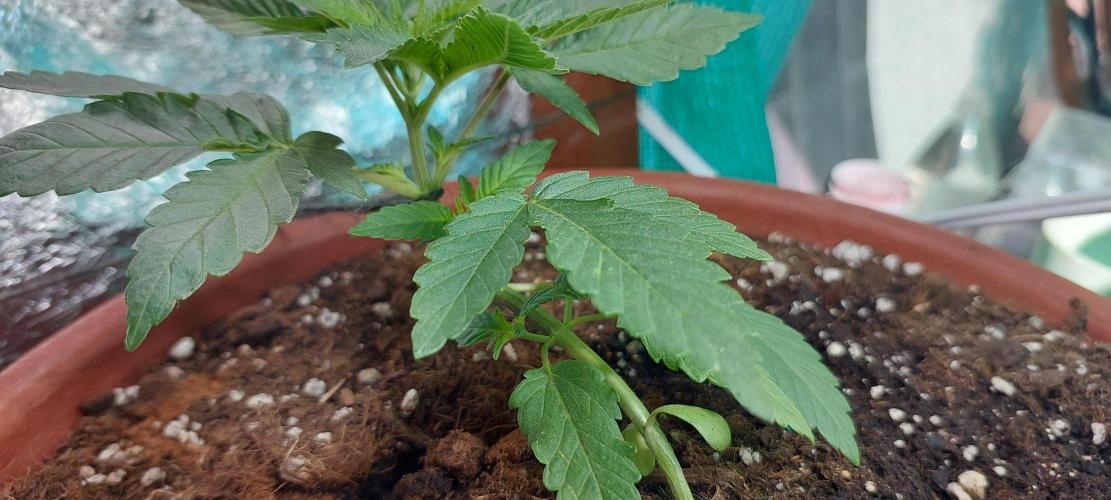 Outdoor Tests. Week 3