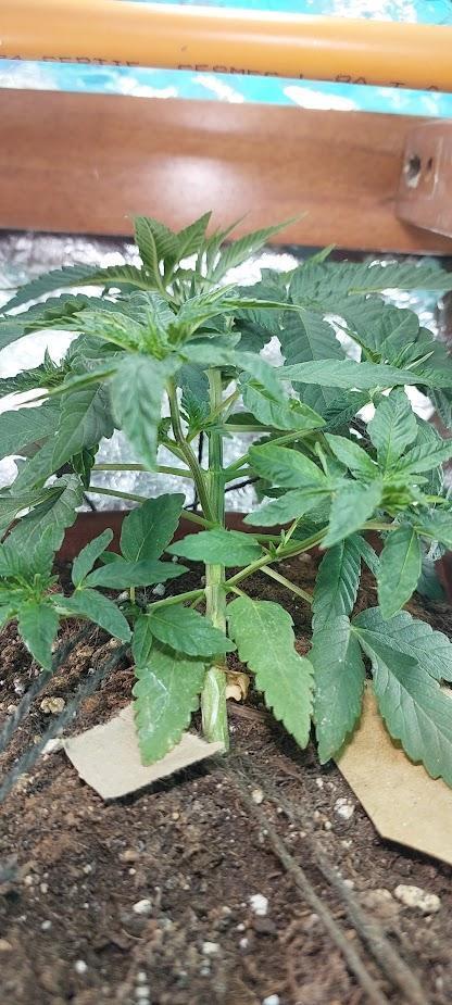 Outdoor Tests. Week 4