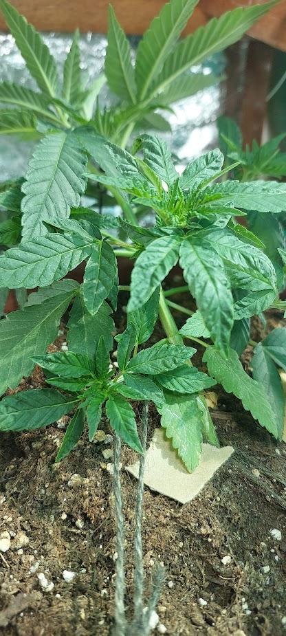 Outdoor Tests. Week 4