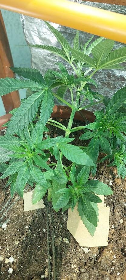 Outdoor Tests. Week 4