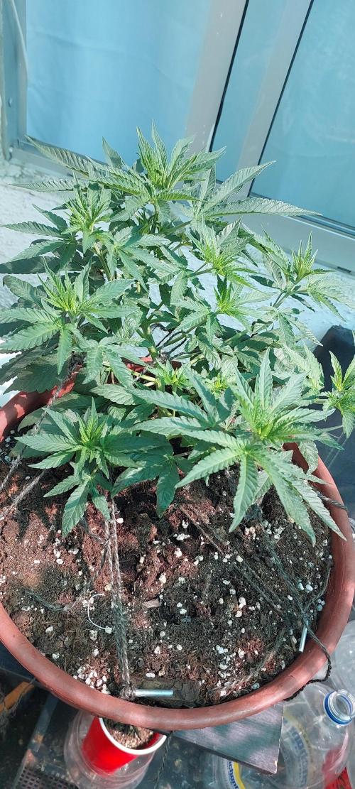 Outdoor Tests. Week 5