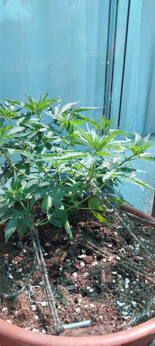 Outdoor Tests. Week 5