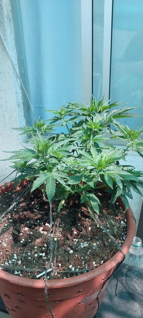 Outdoor Tests. Week 5