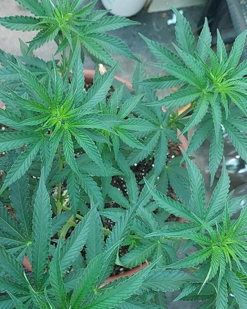 Outdoor Tests. Week 6
