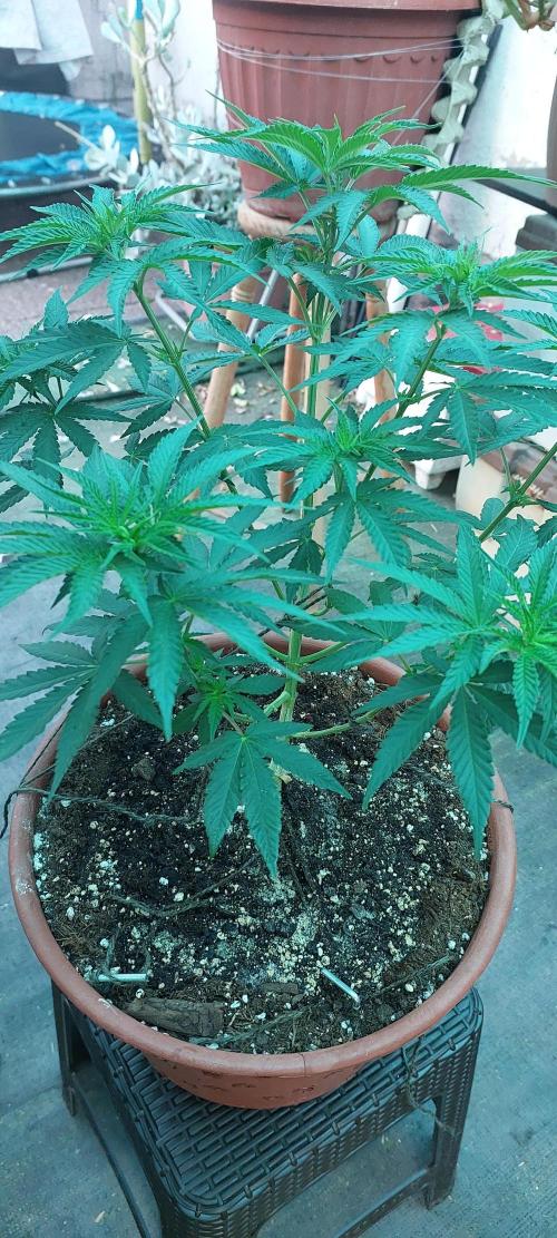 Outdoor Tests. Week 6