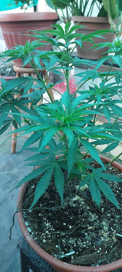 Outdoor Tests. Week 6