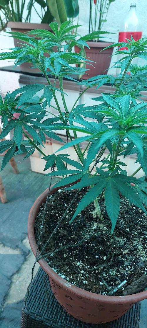 Outdoor Tests. Week 6