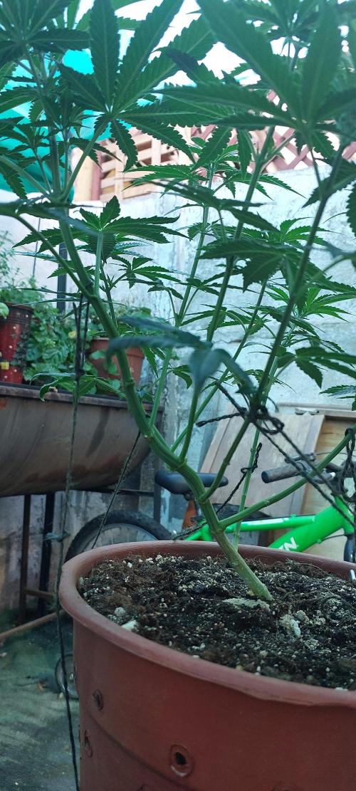 Outdoor Tests. Week 6