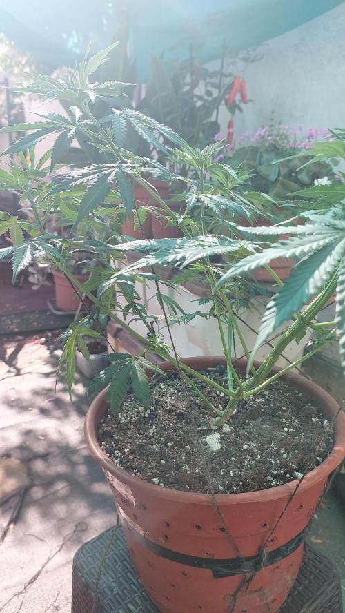 Outdoor Tests. Week 7