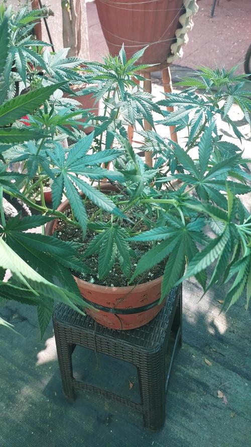 Outdoor Tests. Week 7
