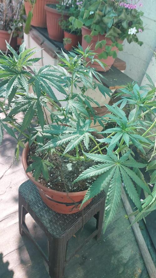 Outdoor Tests. Week 7
