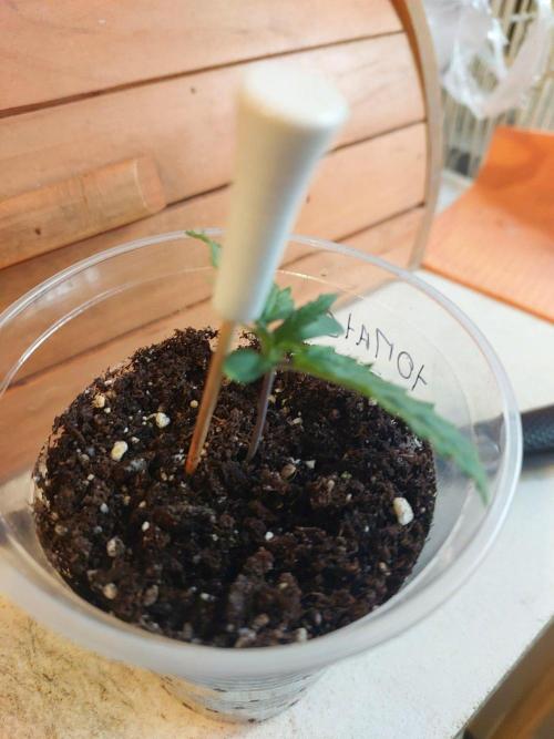 Random grow. Week 1