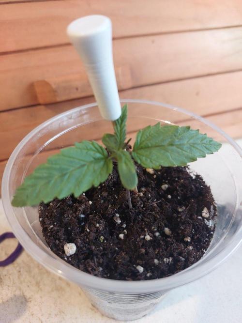 Random grow. Week 1