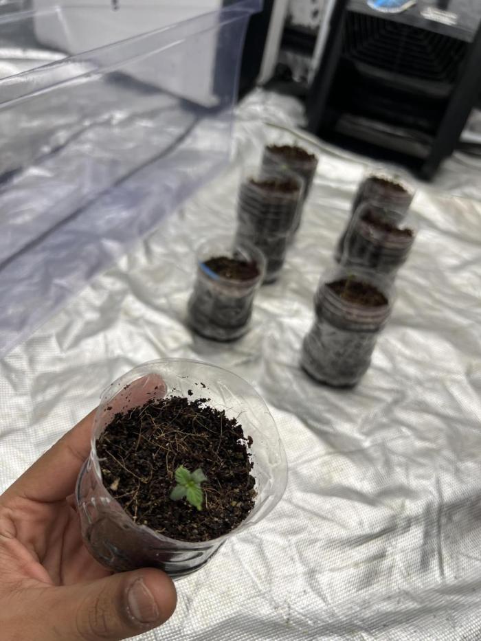 Cherry Bellini. Week 0 - Germination