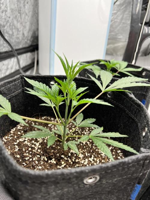 Cherry Bellini. Week 2