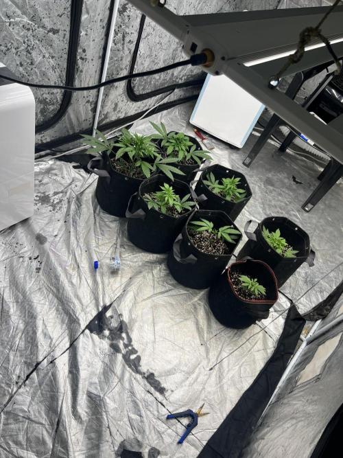 Cherry Bellini. Week 3