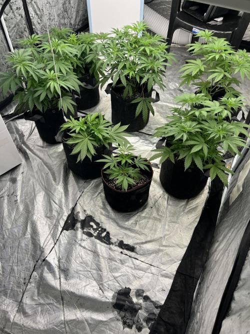 Cherry Bellini. Week 5