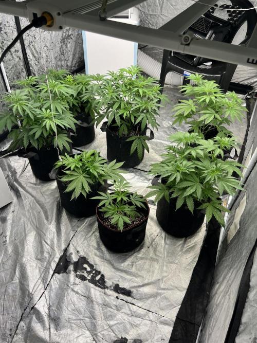 Cherry Bellini. Week 5