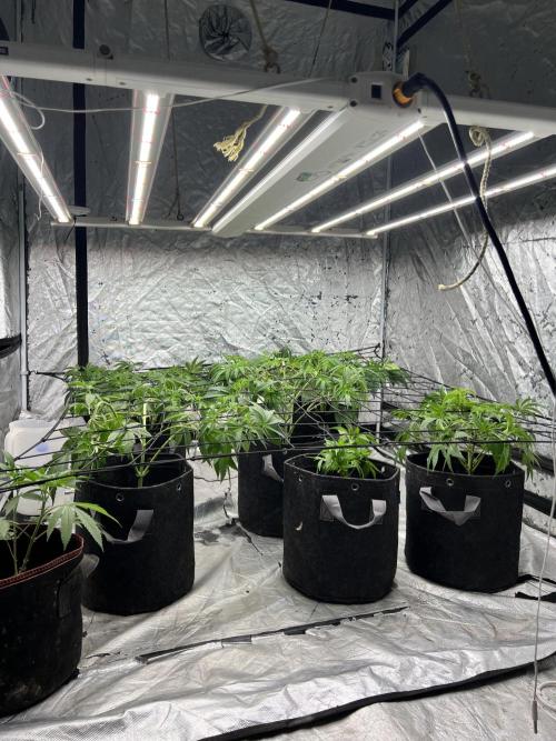 Cherry Bellini. Week 6