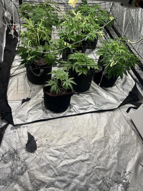 Cherry Bellini. Week 6