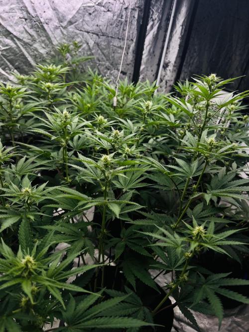 Cherry Bellini. Week 8