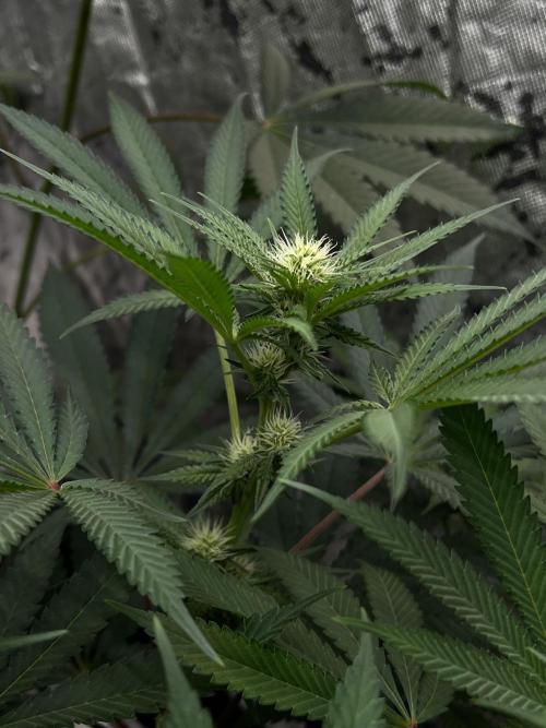 Cherry Bellini. Week 8